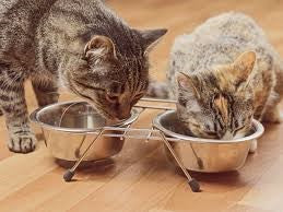 DINNER DANGERS FOR YOUR CAT