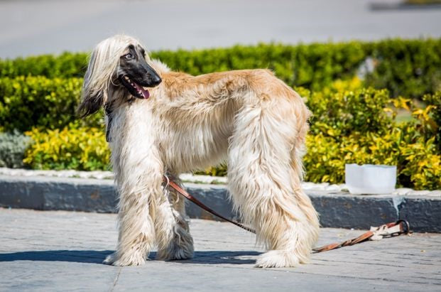 FACTS ABOUT THE WELL PERSONIFIED AFGHAN HOUND