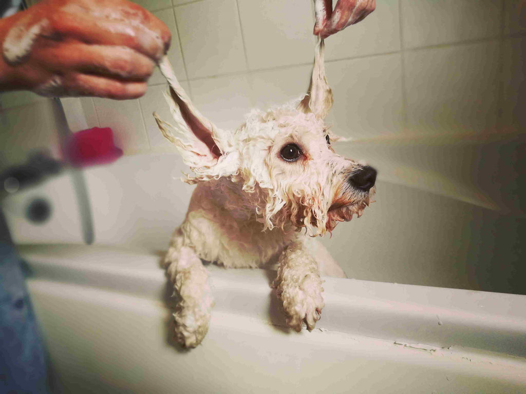 HOW TO MAKE BATH-TIME FUN FOR DOGS?