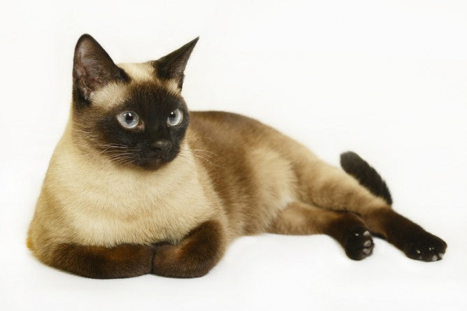 TOP 5 SMARTEST CAT BREEDS IN THE WORLD