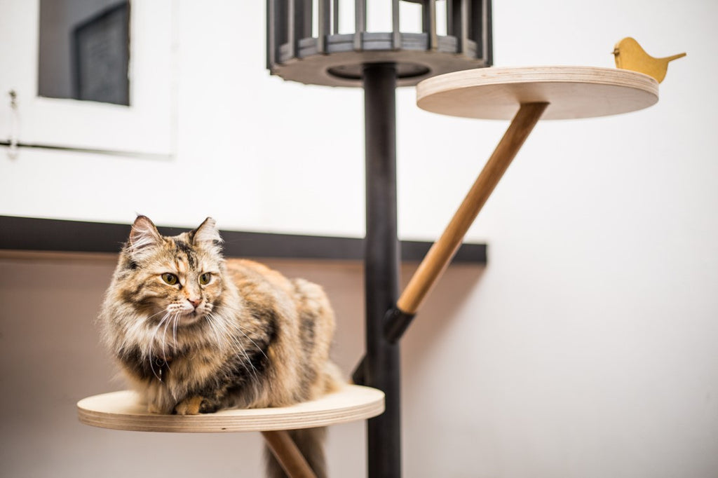 STYLISH MULTIPURPOSE CAT FURNITURE YOU CAN BUY