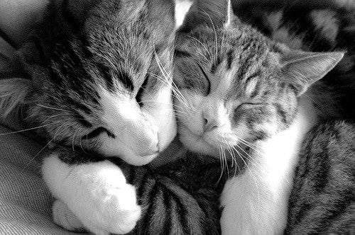 JUNE 4: NATIONAL HUG YOUR CAT DAY