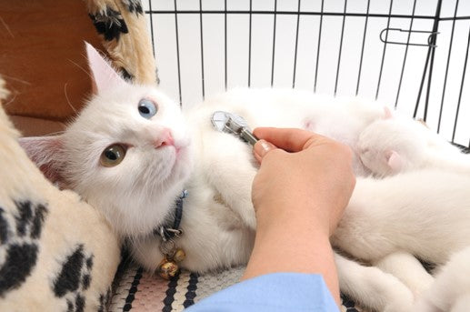 KNOW YOUR CAT’S SPECIAL NEEDS: HEALTH AND HYGIENE