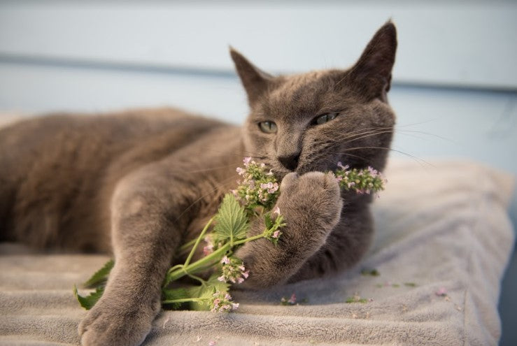 10 THINGS YOU DIDN'T KNOW ABOUT CATNIP