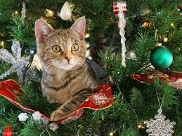 CHRISTMAS TREES AND CATS
