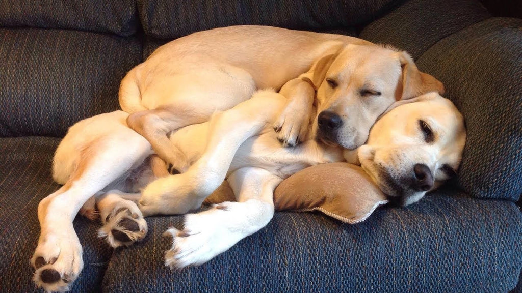 DO DOGS LIKE TO CUDDLE?