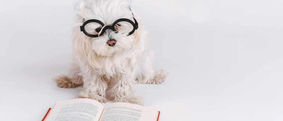 HOW INTELLIGENT IS YOUR DOG