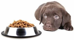 WHY YOUR DOG DOESN’T EAT?