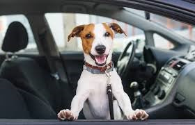 UBER LAUNCHES PET UBER