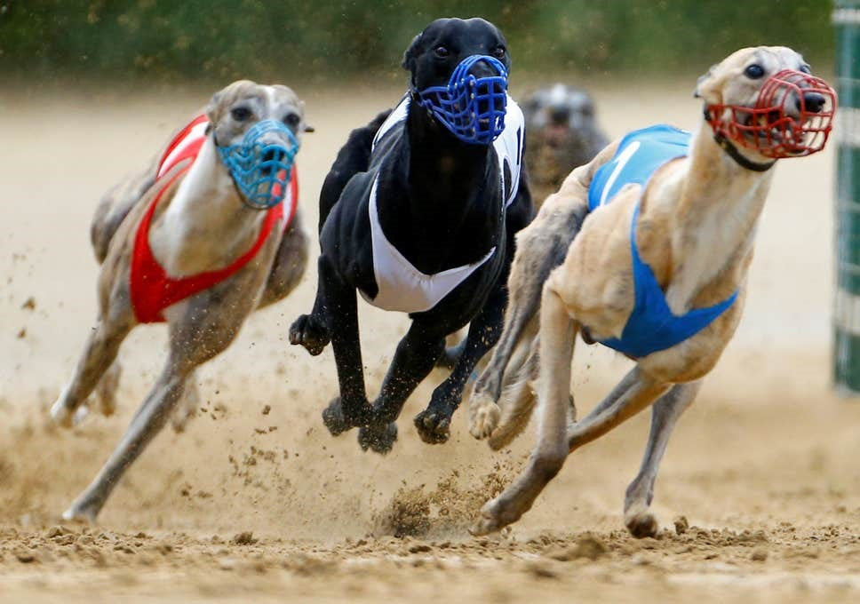WHO IS THE FASTEST DOG IN THE WORLD?
