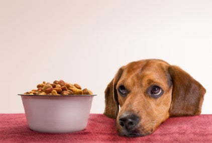 WHAT EXACTLY YOUR DOG CANNOT HAVE IN HIS DIET