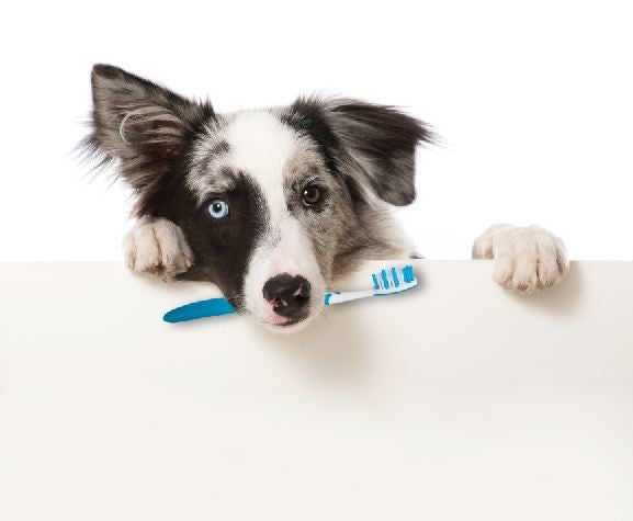 GUM DISEASES IN DOG AND HOW TO AVOID THEM