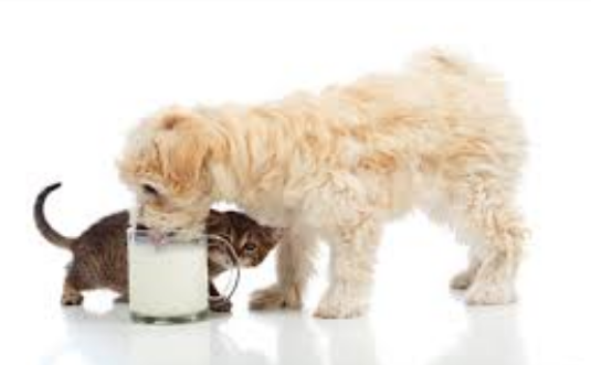 LACTOSE INTOLERANCE IN DOGS