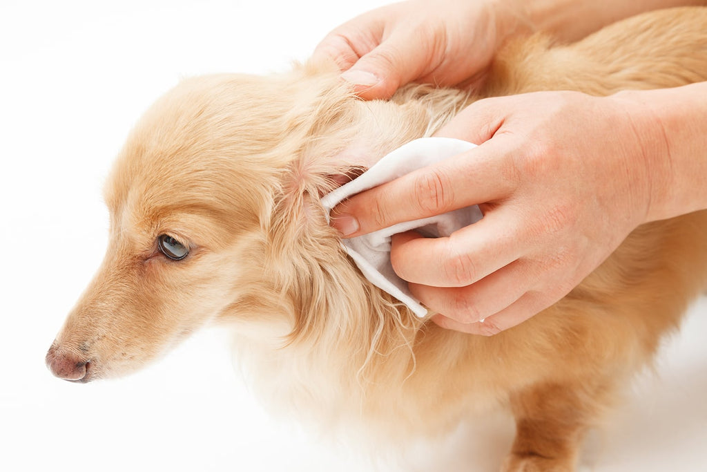 Tips For Cleaning Your Dog's Ear