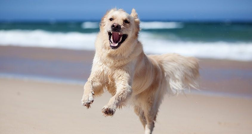 HOW TO MAKE YOUR DOG MORE ENERGETIC?