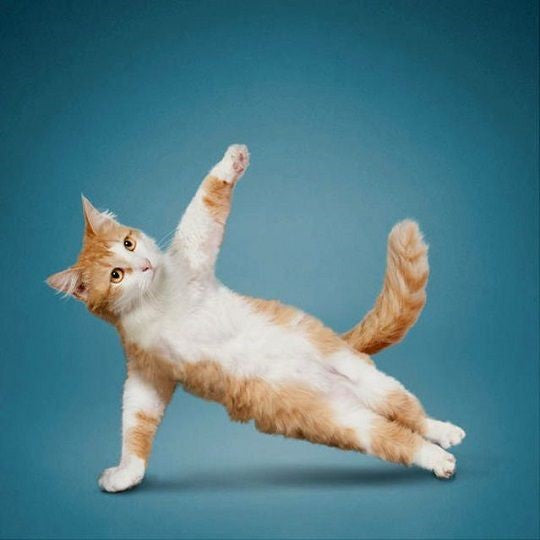 EXERCISES YOUR CAT WILL ENJOY