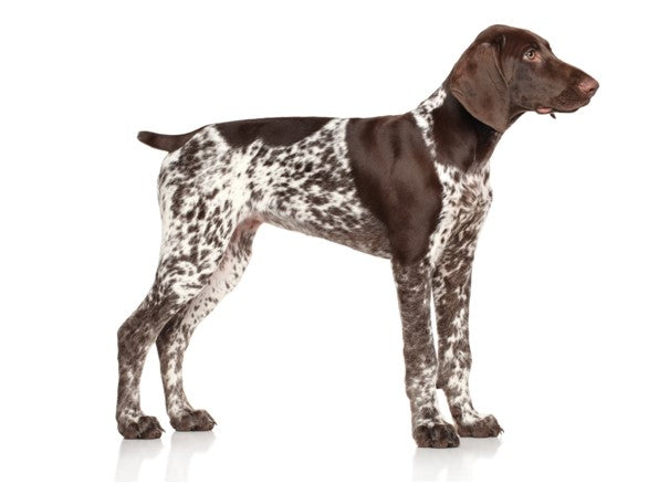THINGS NOT KNOWN ABOUT GERMAN SHORTHAIRED POINTER