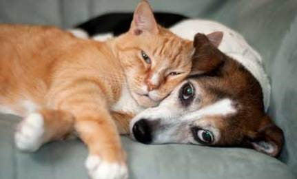 CAN CATS AND DOGS BE GOOD FRIENDS?