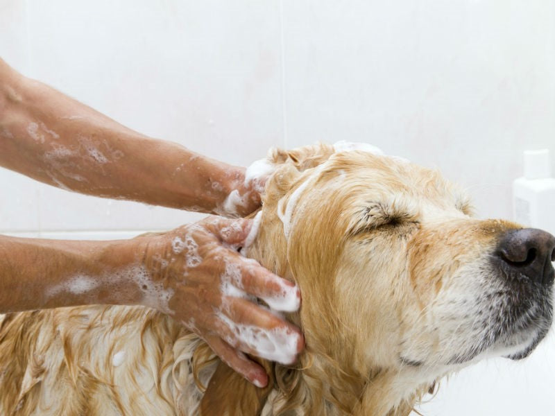IS PET GROOMING NECESSARY FOR PET-HEALTH &; HAPPINESS?