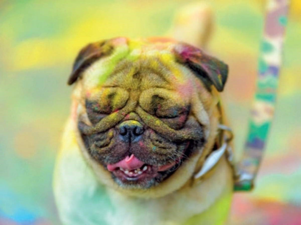 5 TIPS FOR DOG OWNERS THIS HOLI