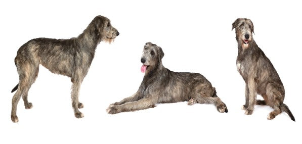 IRISH WOLFHOUND- THE TALLEST OF ALL SIGHTHOUNDS