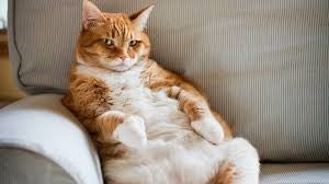 WHAT TO DO ABOUT AN OVERWEIGHT CAT?