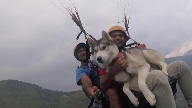 PARA-GLIDING WITH YOUR PET