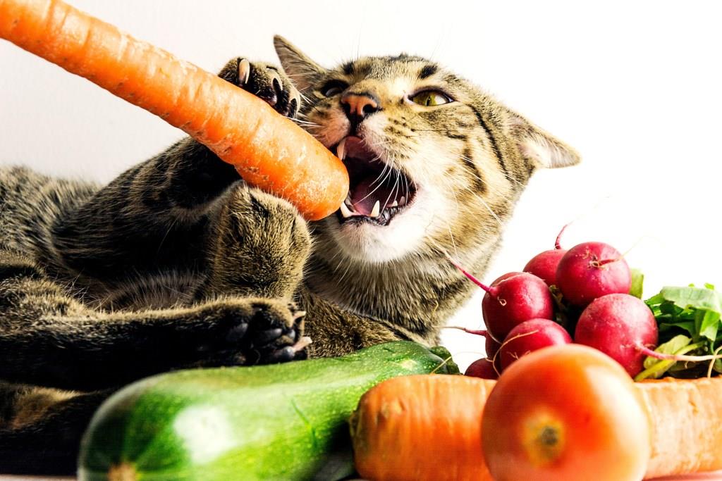 THE PERFECT VEGETARIAN DIET FOR CATS