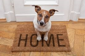 HOW DO YOU PREPARE TO BRING A NEW DOG HOME?