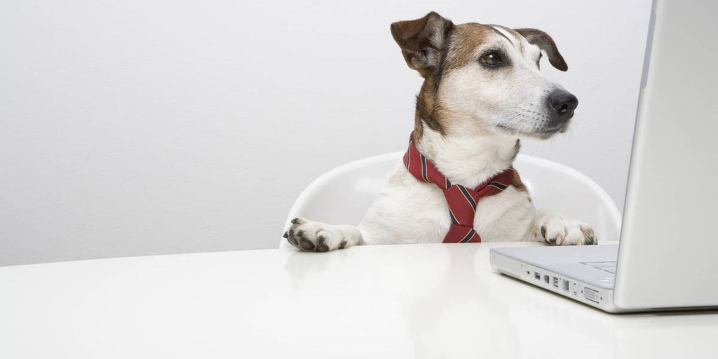 MAKE YOUR WORKING ENVIRONMENT PET-FRIENDLY