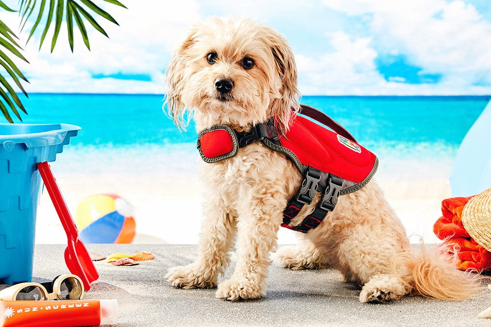 TIPS BEFORE PLANNING PET-VACATION