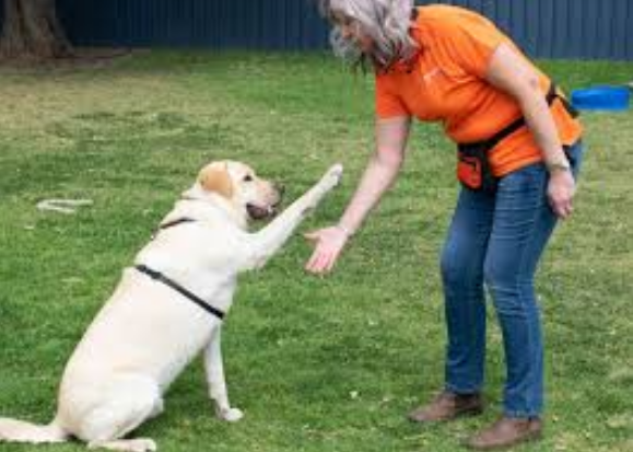 HOW TO FIND THE RIGHT PET TRAINER FOR YOU