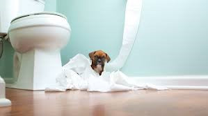 HOW TO POTTY TRAIN YOUR PUPPY?