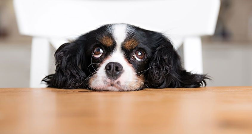 5 WAYS TO HAVE YOUR DOG STOP BEGGING FOR SCRAPS