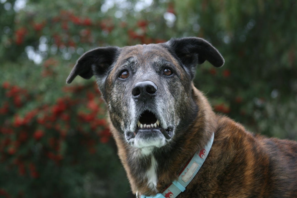 Tips For Caring For Your Senior Dog