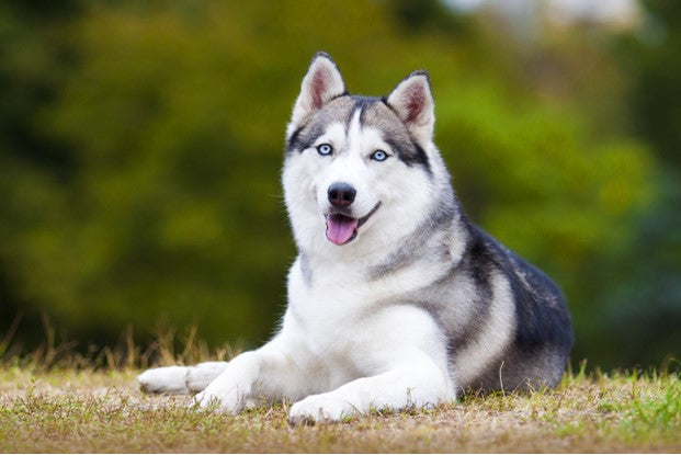 SIBERIAN HUSKY-A DOG WITH WOLF-LIKE FEATURES