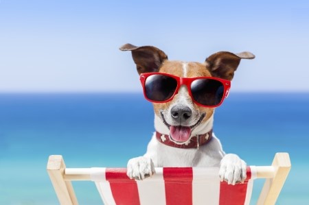 HOW TO KEEP YOUR PETS COMFORTABLE THIS SUMMER