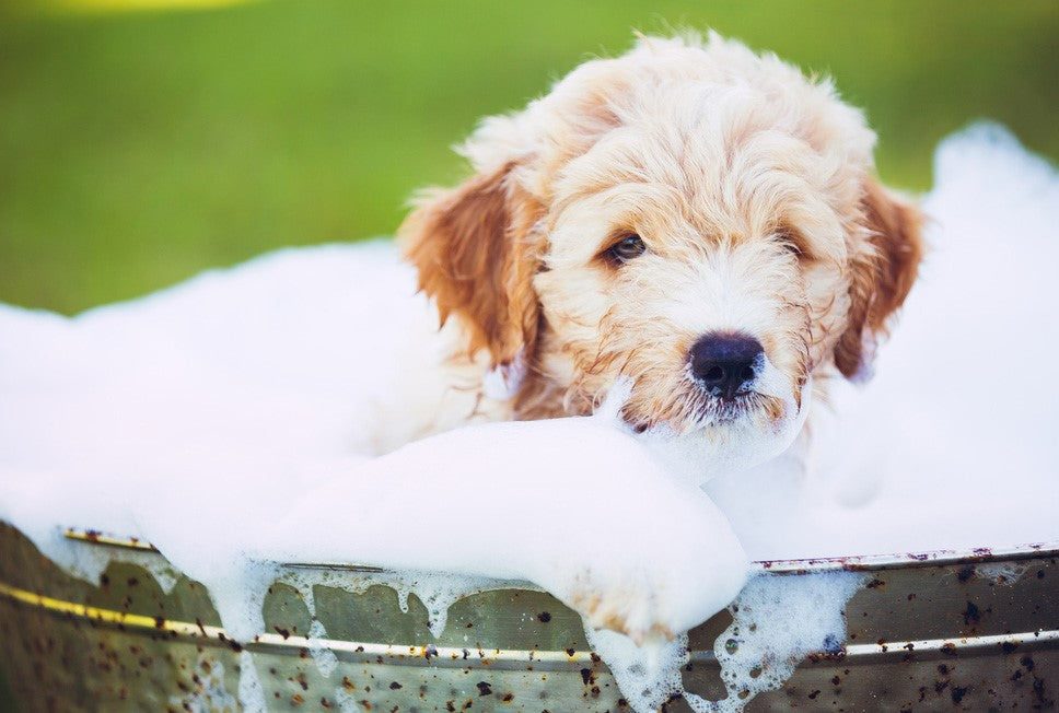 HOW OFTEN TO BATHE YOUR POOCH DURING SUMMER?