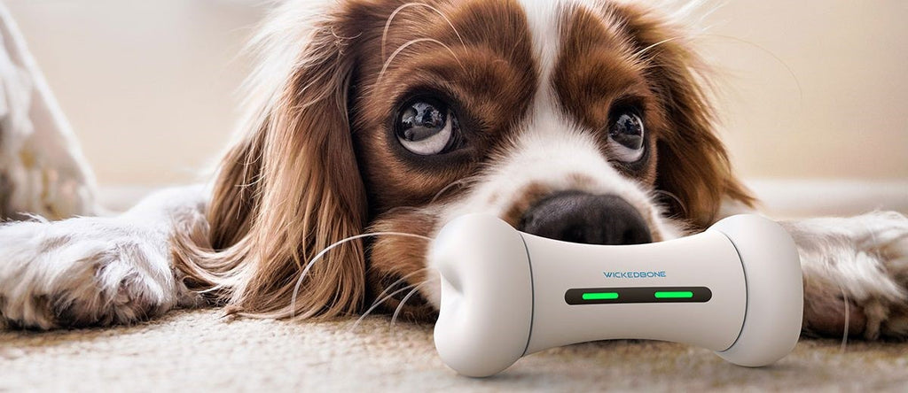 HOW TECHNOLOGY IS CHANGING WHAT’S POPULAR IN THE PET INDUSTRY