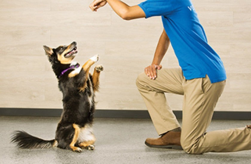 FIND OUT THE QUALITIES OF A GOOD PET-TRAINER