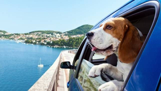 TIPS FOR TRAVELING ALONE WITH A PET