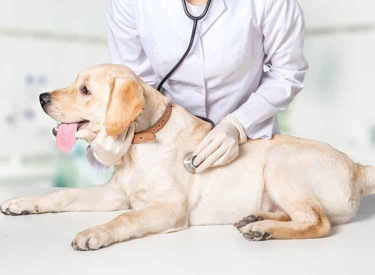 INDIA GETS FIRST 24X7 VETERINARY HOSPITAL