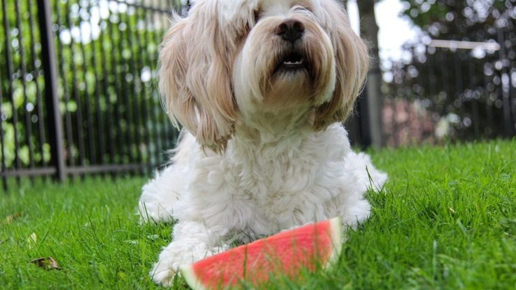 Can Your Dog Eat Watermelon?