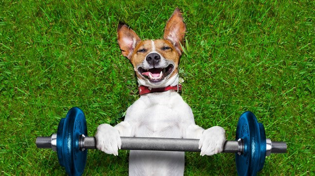 5 THINGS YOU CAN DO TO HELP YOUR DOG GAIN WEIGHT
